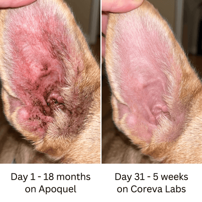 Coreva Labs - Skin Barrier Collagen for Itchy Dogs - Coreva Labs USA