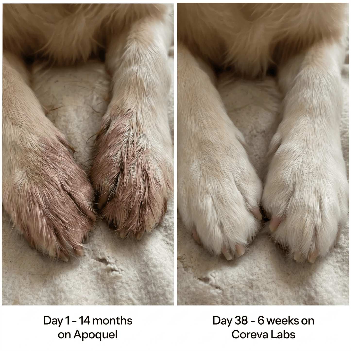 Coreva Labs - Skin Barrier Collagen for Itchy Dogs - Coreva Labs USA