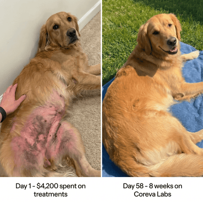 Coreva Labs - Skin Barrier Collagen for Itchy Dogs - Coreva Labs USA
